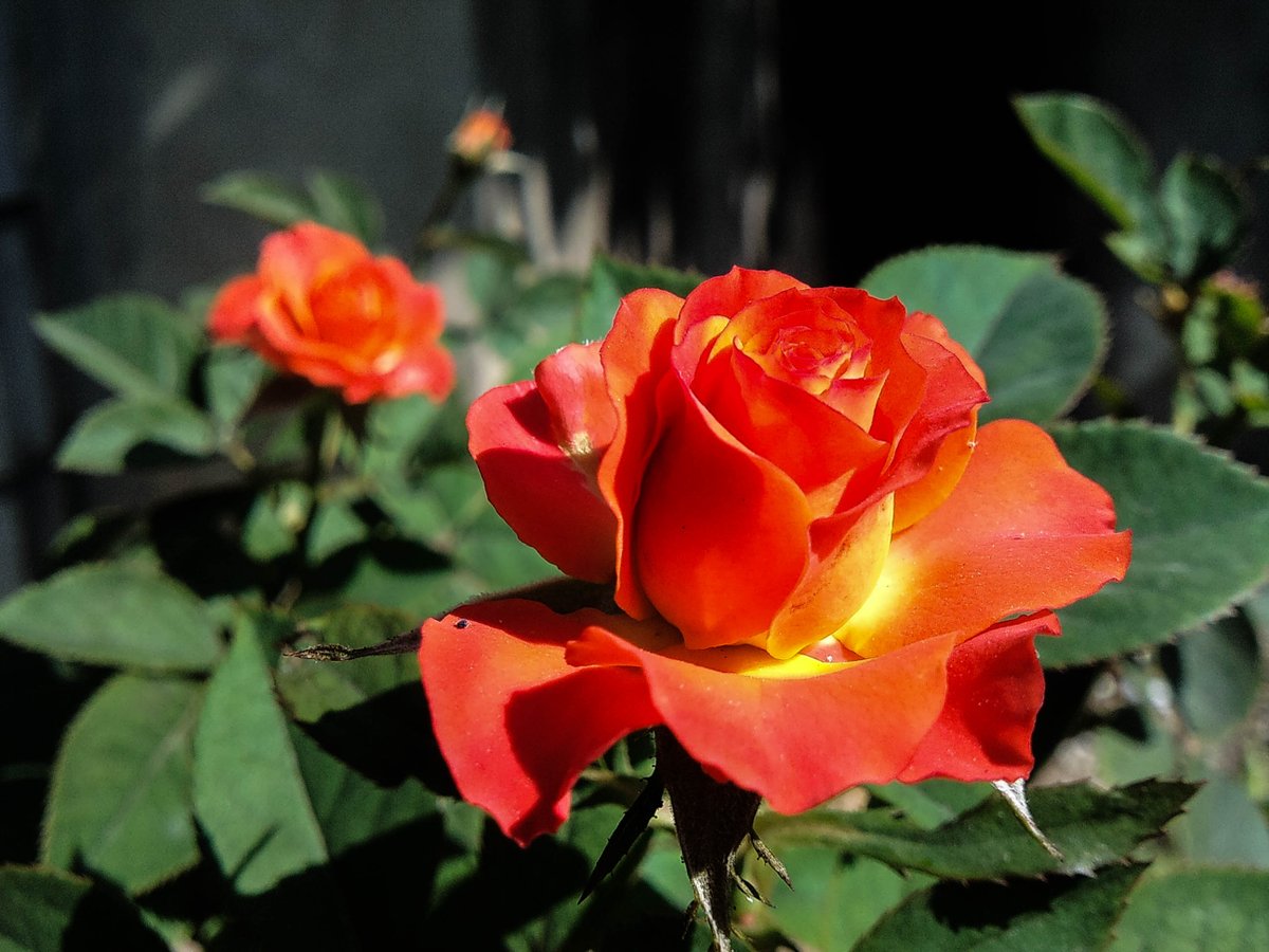 mỗi ngày tôi chọn một cành hoa.....:p