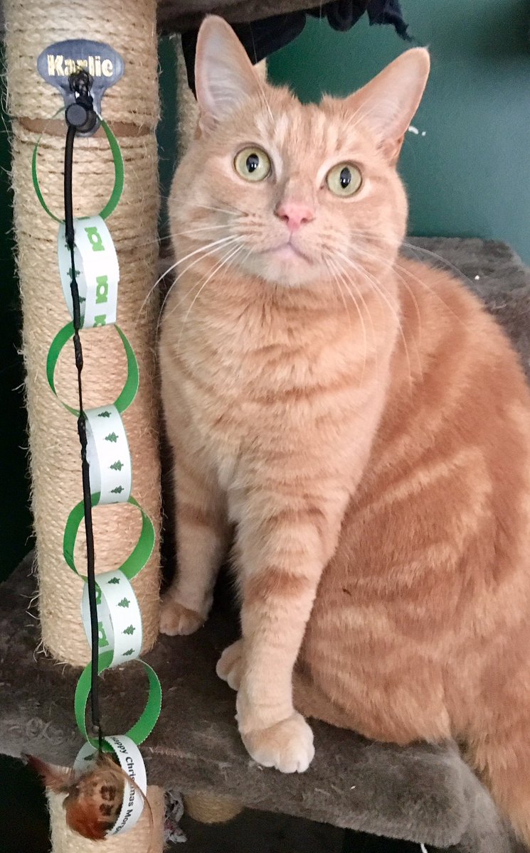 Thanks for my Christmas decoration <a href="/PetsatHome/">Pets at Home</a>. Now where's the treats? 😸