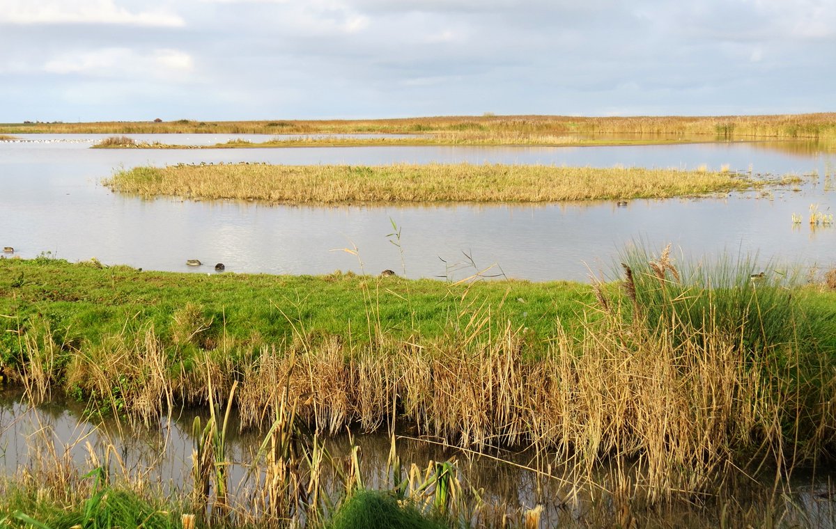 NorfolkBea's tweet photo. #Spotthesnipe on #PatsPool @NWTCleyCentre https://t.co/ejIRe3gwKb