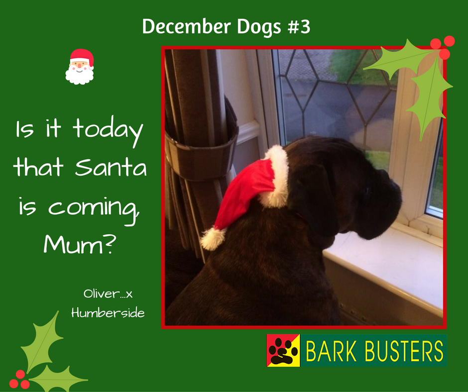 BarkBustersUK's tweet image. Oliver is ready for Christmas! 
Feel free to share your dogs' Xmas photos.
#Dogs #DogTraining #DecemberDogs