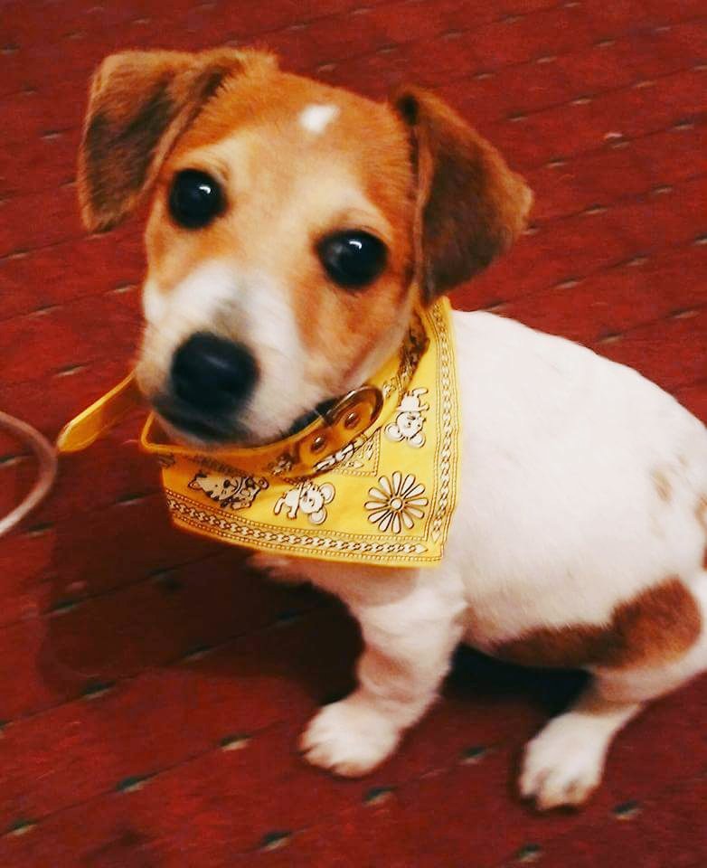 Kipper our dog 🐶💕