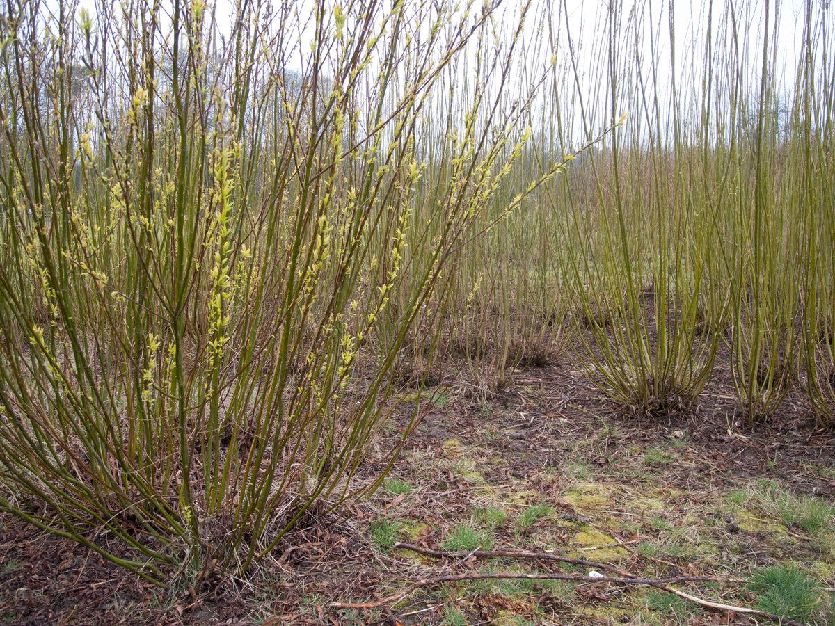 TheTreeCouncil's tweet photo. #ReasonsToBeTreeful (Part 27) Sustainable cultivation of trees can provide a good alternative energy source #ChangingViews #NationalTreeWeek https://t.co/Gc1BWQJey0