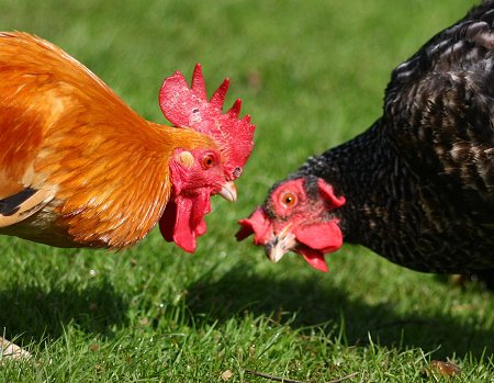 We've set up a cockerel re-homing page on our website to help you find a home for all those handsome chaps! bhwt.org.uk/rehome-some-he…