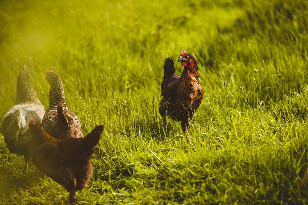 Near fatal chicken poisoning was my wedding day drama. How to deal with wedding catastrophes: ow.ly/jBTa306CJAw #weddingplanning