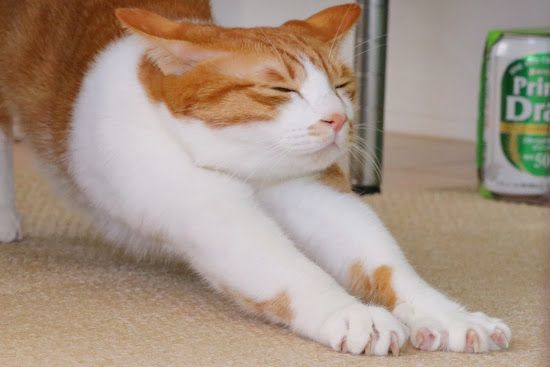 yasu_RE1's tweet photo. ◇驚きを報告しにくる猫｜猫ブログ　二匹の猫と徒然なるままに　ゆずとカイ
https://t.co/fjwTqtTBmU
#猫好き　#猫部　#yuzukai https://t.co/Ccrrg5hXso