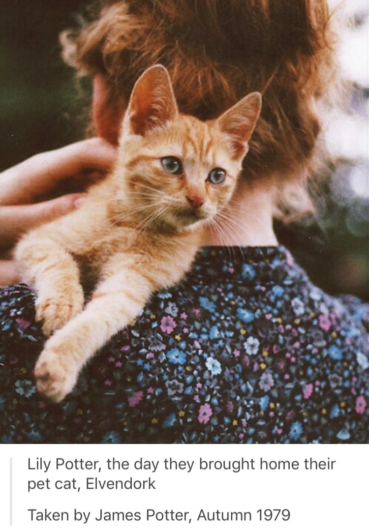 ThatJamesPotter's tweet photo. Quando Gatto Ciccione non era ancora un Gatto Ciccione. https://t.co/bJLYHqcWXO