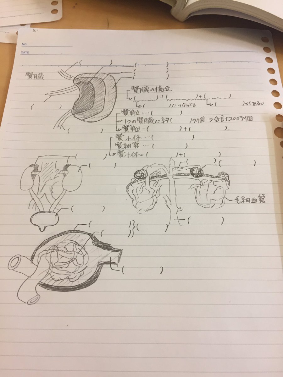 Souta018's tweet photo. 腎臓描く才能あるわ https://t.co/WRJQiCiPn9