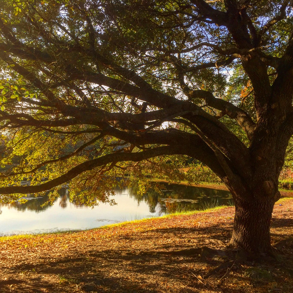 ballrunning's tweet image. | Live Oak | #run #photo 120316 #runningeveryday #runstreak day 2890 #rwrunstreak