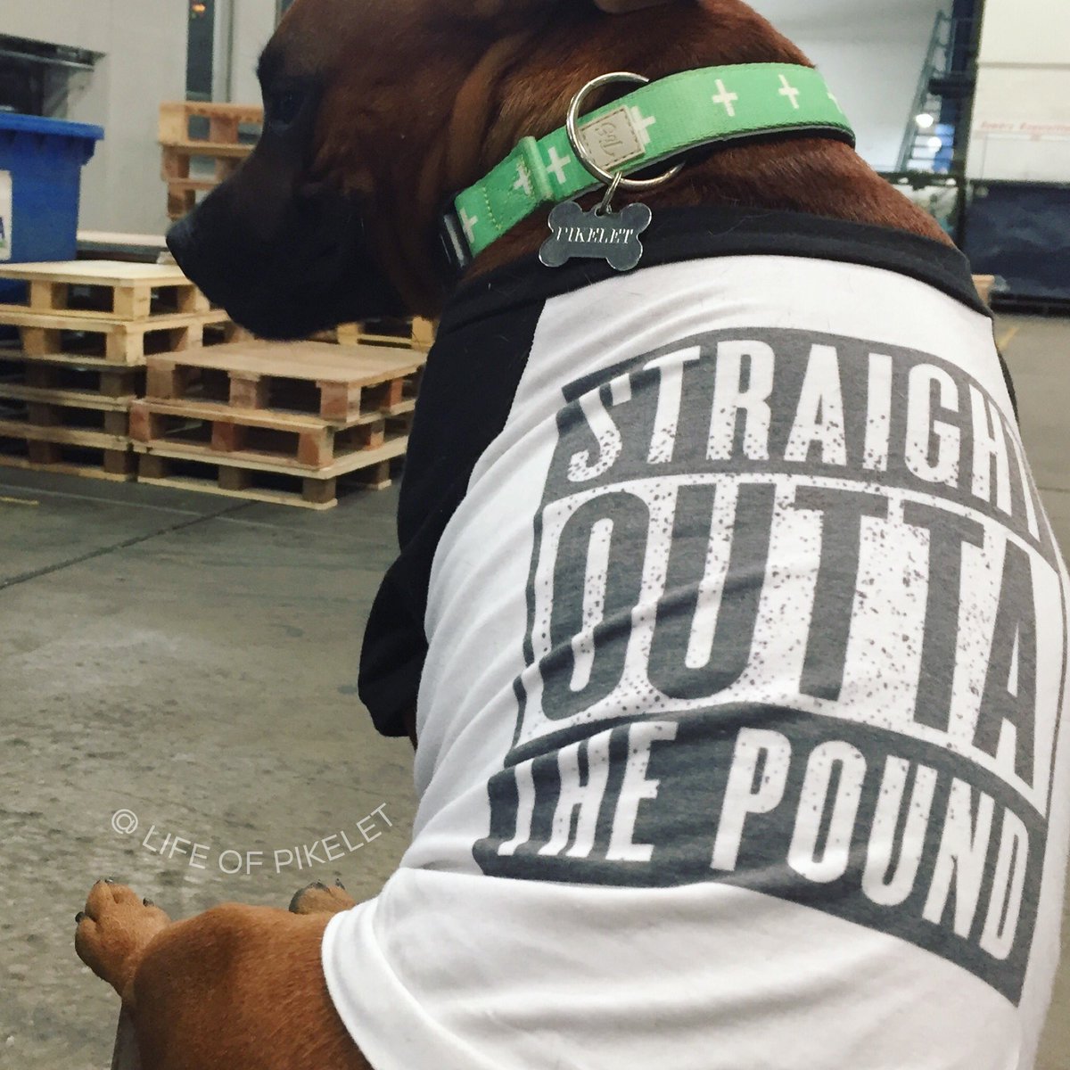 #straightouttathepound 👊

#Pikelet #poundpup