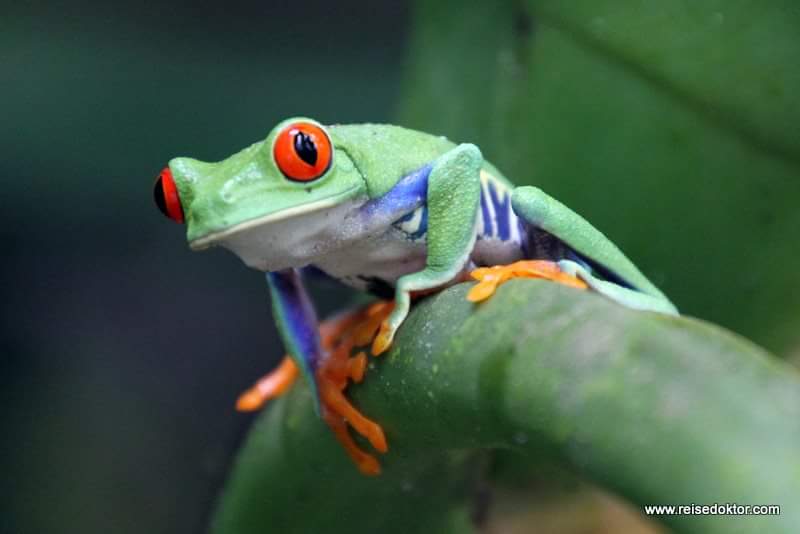 Reisedoktor's tweet photo. Rotaugenlaubfrosch ❤ #costarica mit #ticotrotter #trottermundo https://t.co/o11Pcygh0f
