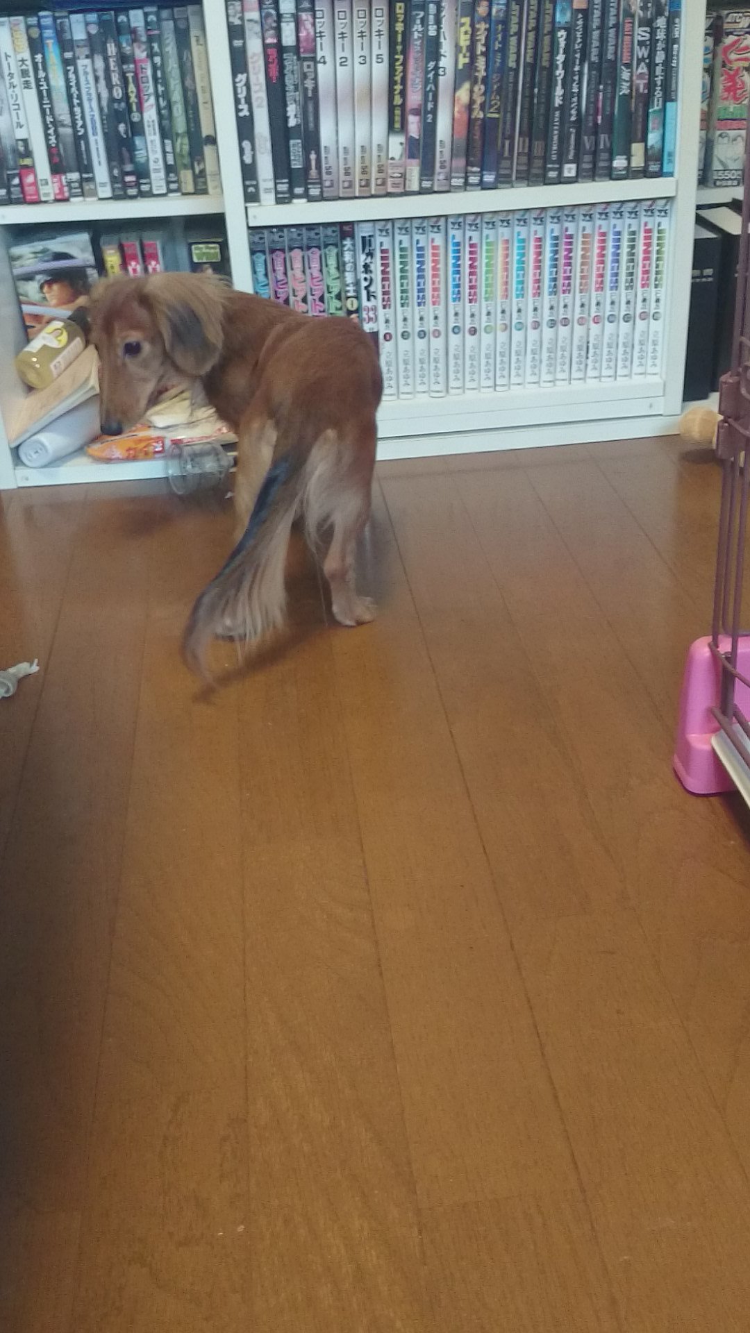 犬拉致されました 探してます 0nanairo Twitter