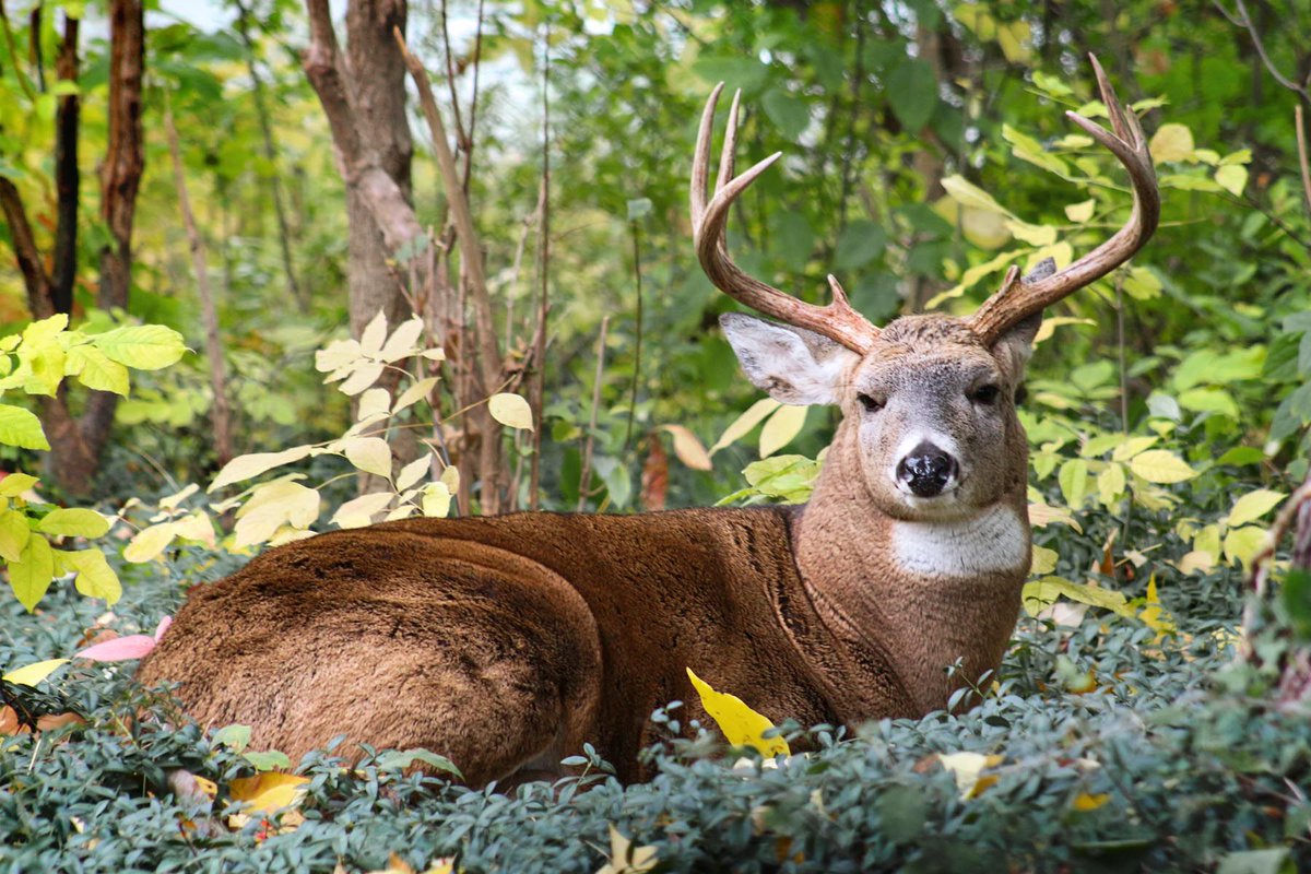 tellingtalespix's tweet photo. We call him "Buck" - and he lounges in our backyard on occasion. The company is always nice #theland #naturephotography #bigbucks #thisiscle https://t.co/Tyq2nXUlw2
