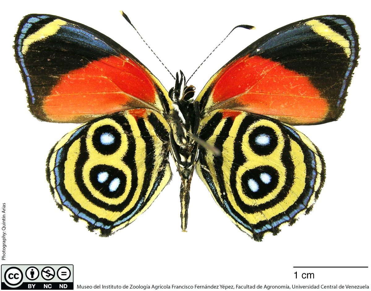 MIZAUCV's tweet photo. Conociendo nuestra rica biodiversidad
Callicore eunomia valeriae https://t.co/NYYnID2Ua5