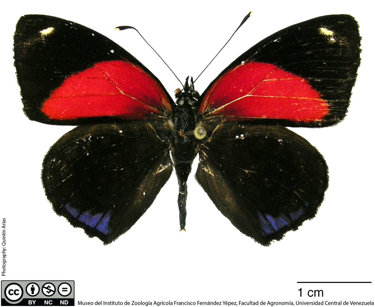 MIZAUCV's tweet photo. Conociendo nuestra rica biodiversidad
Callicore eunomia valeriae https://t.co/NYYnID2Ua5