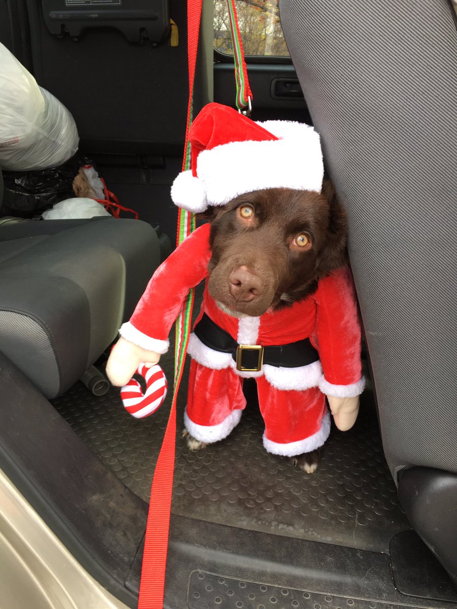 DOGoodChatt's tweet photo. Santa Paws is in the house! https://t.co/dDUqVeBzY4