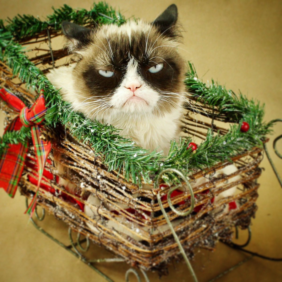 RealGrumpyCat's tweet image. 