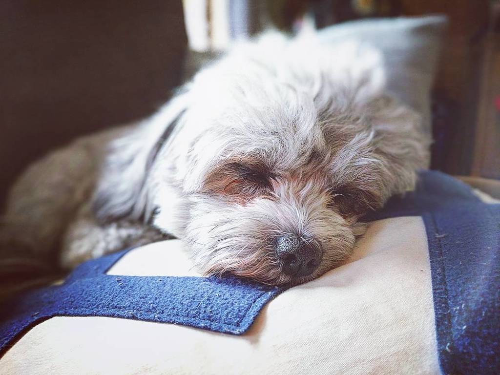 kmogriff's tweet photo. Sleepy time #luna #puppynose #lovethisdog #cute #couchcuddle #pillow #dogsofinstagram #dog⦠https://t.co/mRAyEfn4JW https://t.co/GPLktNP00e