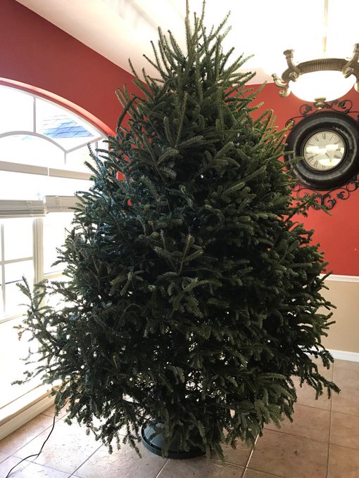 Christmas Tree before I work my magic 😉. Almost 10 feet 😊 https://t.co/KjBWTnWnyn<a href="/tag/wcw"class="tags"><span>#wcw</span></a><a href="/tag/harleyquinn"class="tags"><span>#harleyquinn</span></a>