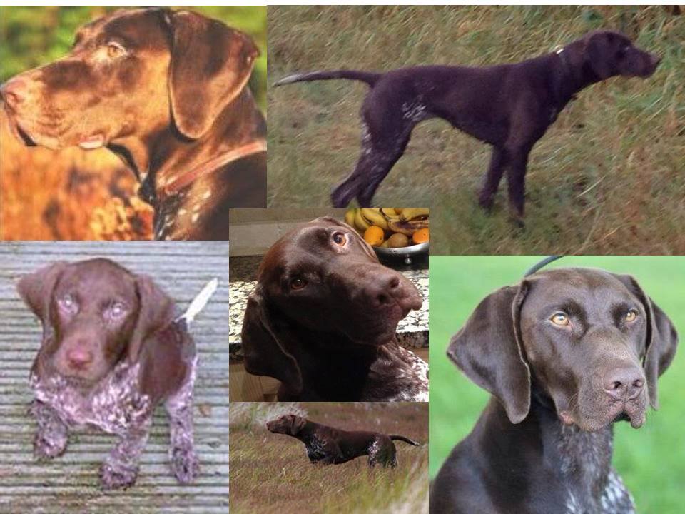 FindOurPup's tweet photo. Please RT & keep looking for #findmissingangel She should be home #FindAngel #stillmissing #Barnsley
https://t.co/JA3r3ac6P6