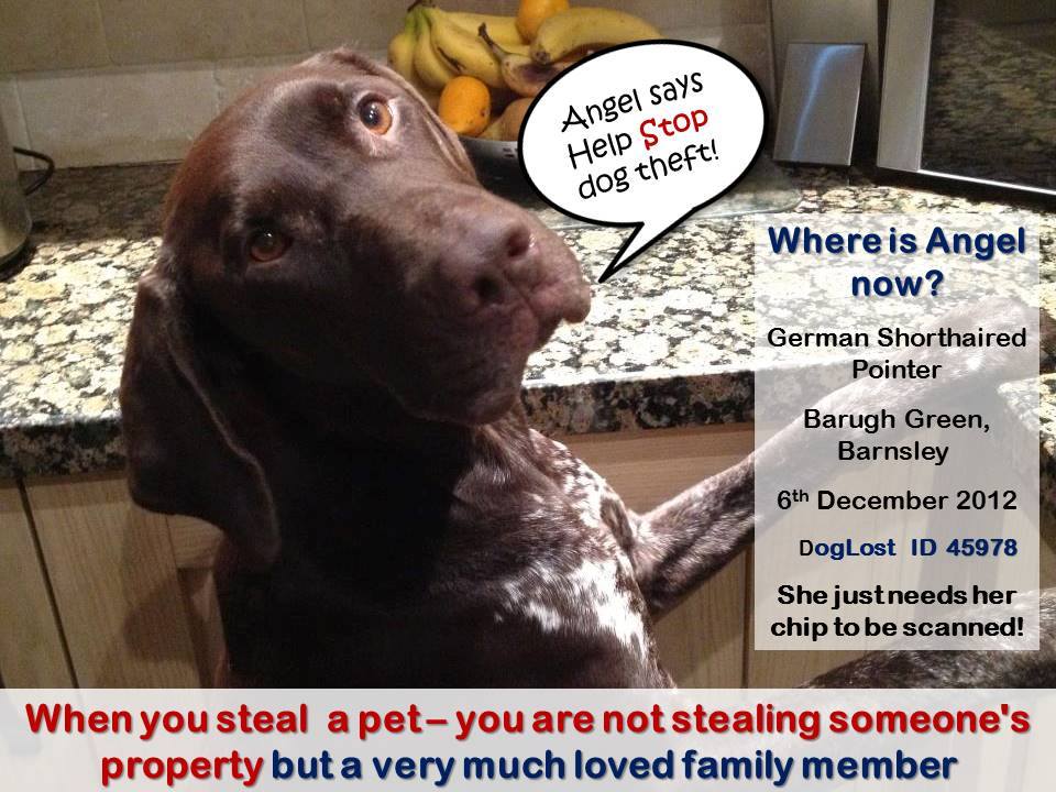 FindOurPup's tweet image. You try to stay possitive but sometimes you just can't as each day brings no news
#FindAngel