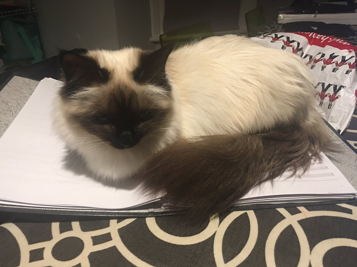 wearesoundmusic's tweet photo. We have a new MD. She's mostly in tune, has a good grasp of the score, and is very relaxed while playing. #catsruntheworld #thisgirlcan https://t.co/SuLMOoJVJk