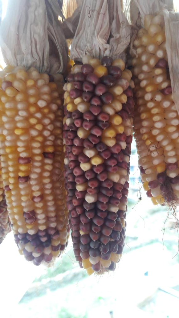 yours._. Candy. Pop tweet media