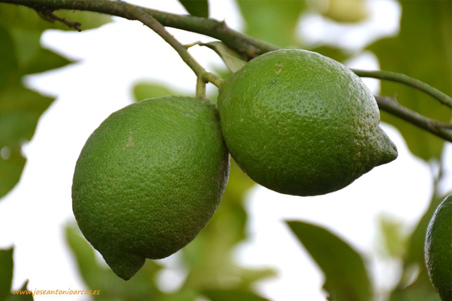 Khalatea's tweet photo. Finalmente habrá ayudas en eco para cítricos, cereal y almendro .@agripesca https://t.co/hoY9JGcW44 #agricutura  #AgriculturaEcologica https://t.co/cJYK5qcsQB