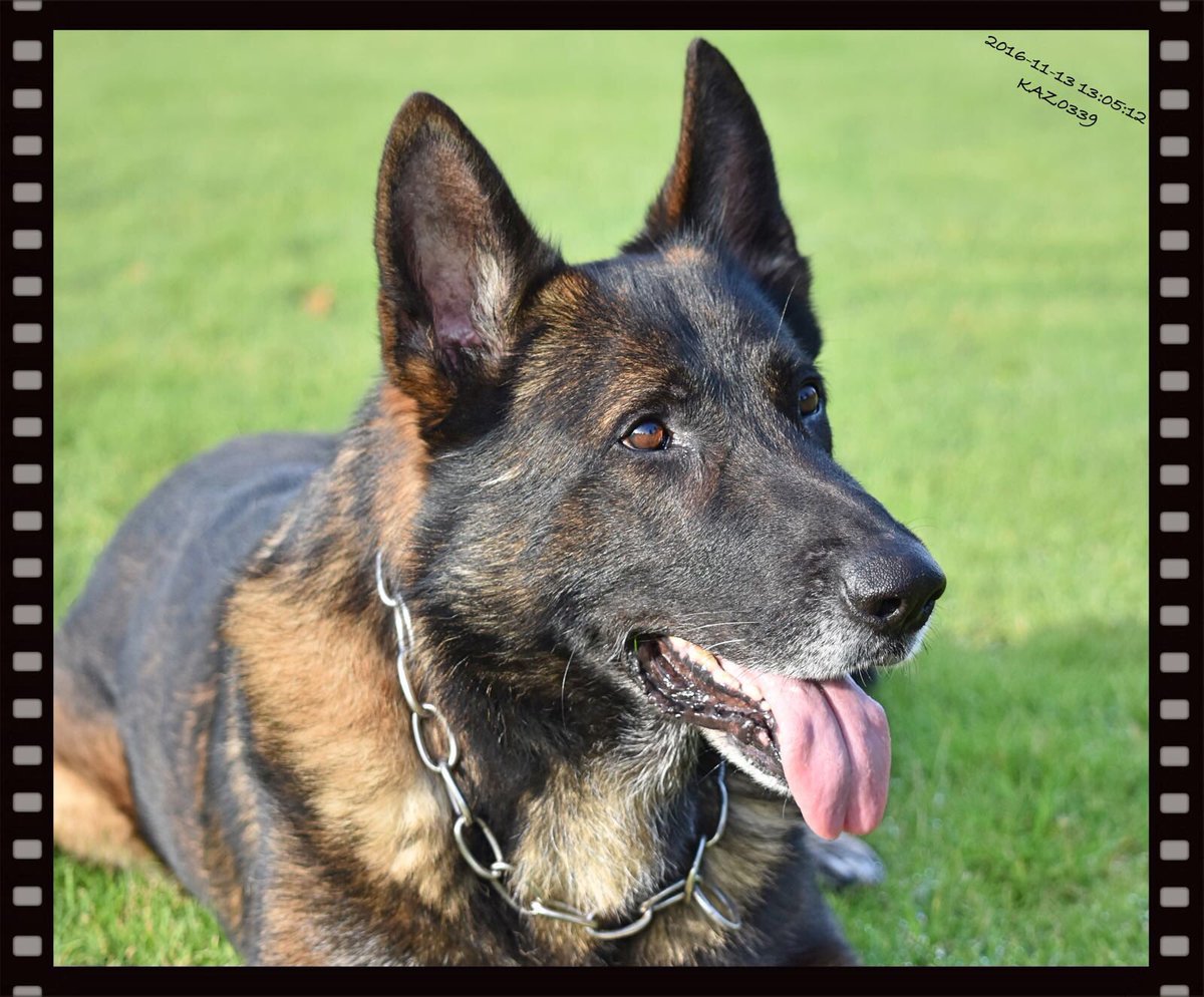 My boys 😃 they make me happy....❤️check out Veza, nearly 9 and still a handsome fella <a href="/JenandogsCole/">Jenny Cole</a>