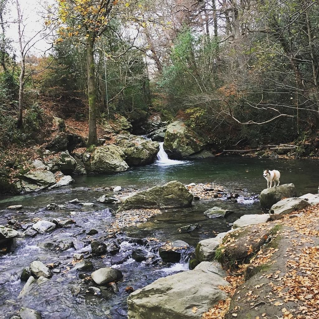 rustyrack's tweet photo. Never seen this before, lovely walk down Port Cornaa, really Autumn feel 😊#isleofman #cornaa #walk #walking #waterf… https://t.co/wB55kzmCpY