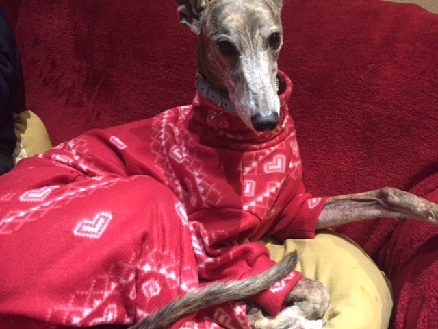 Trev71_MUFC's tweet photo. @rgt_uk #HoundsofChristmas https://t.co/39FHVQxtmV