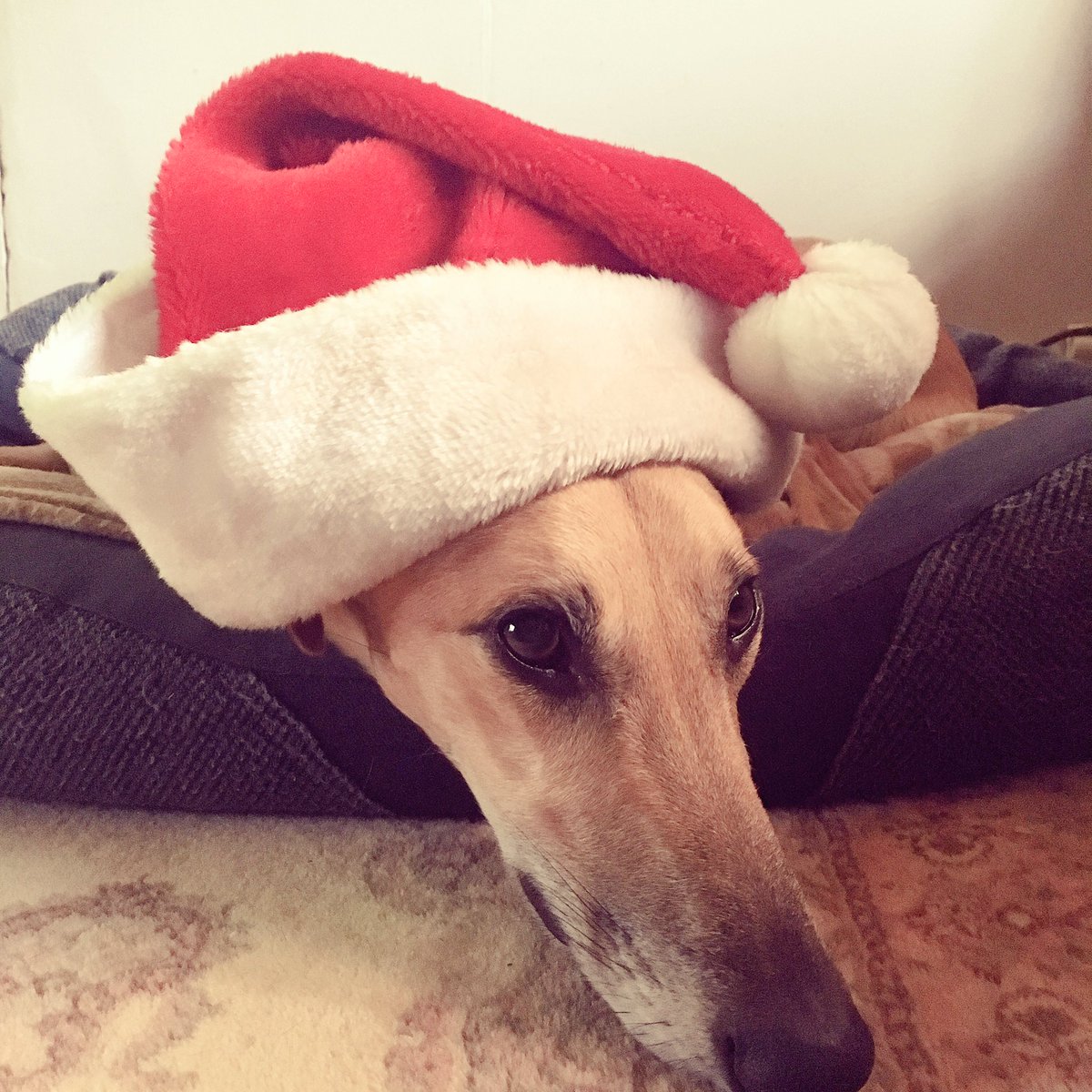 justjakeventing's tweet photo. Herbie isn't sure if he's ready to be Santa yet π
πΌπΆ...So he's just going to nap a little longer #HoundsofChristmas https://t.co/PrF0ZDXvq1