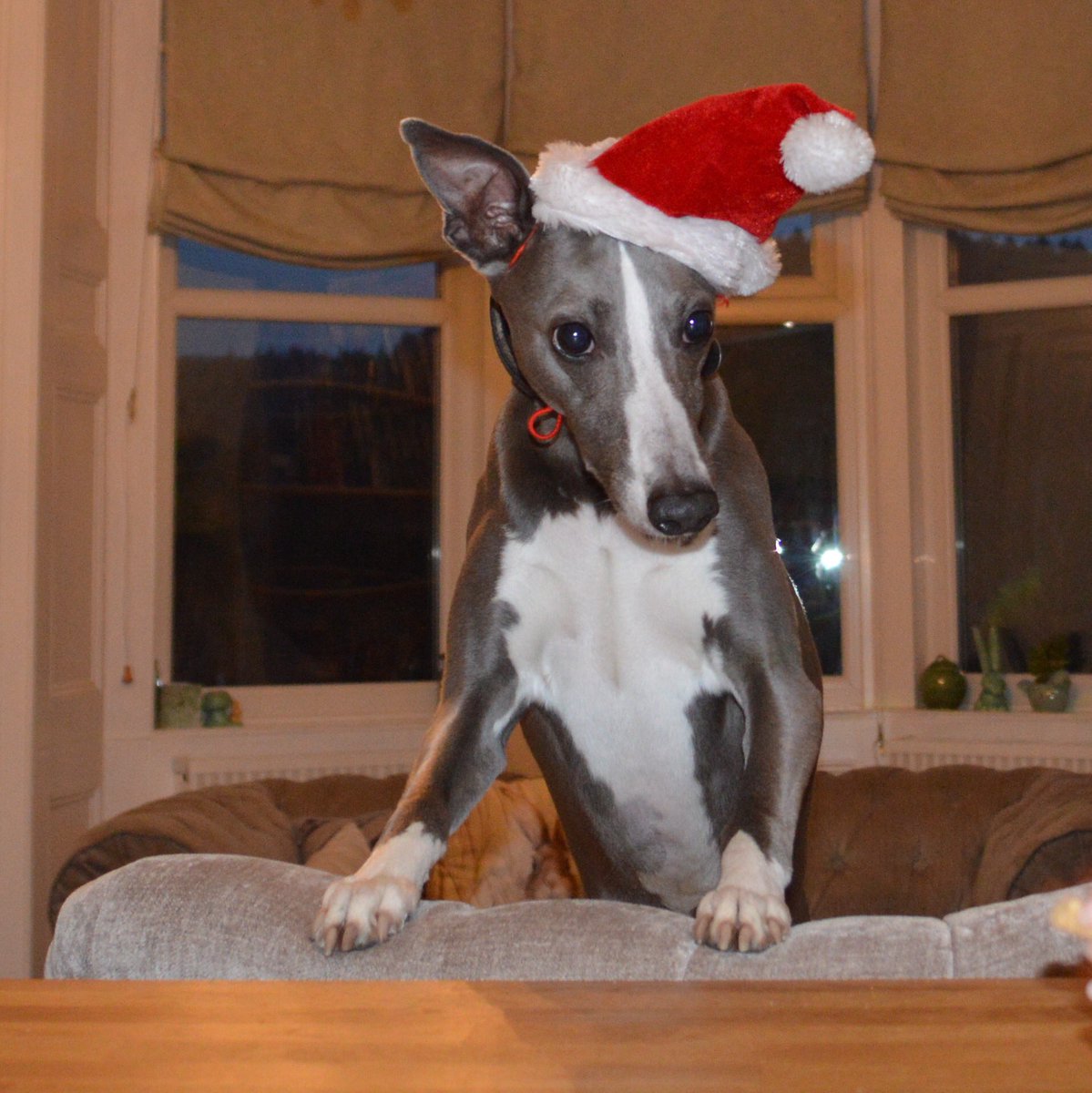 NinaGunson's tweet photo. @rgt_uk #HoundsofChristmas Edward is definitely getting into the Christmas spirit π
π» https://t.co/ejtkQhOISK