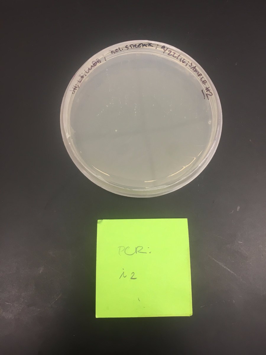 jhirota3's tweet photo. anddd for WBB #2! RDP returned an enhydrobacter?! #Bio350 #WBB @markowenmartin https://t.co/tkzDyDRqYp