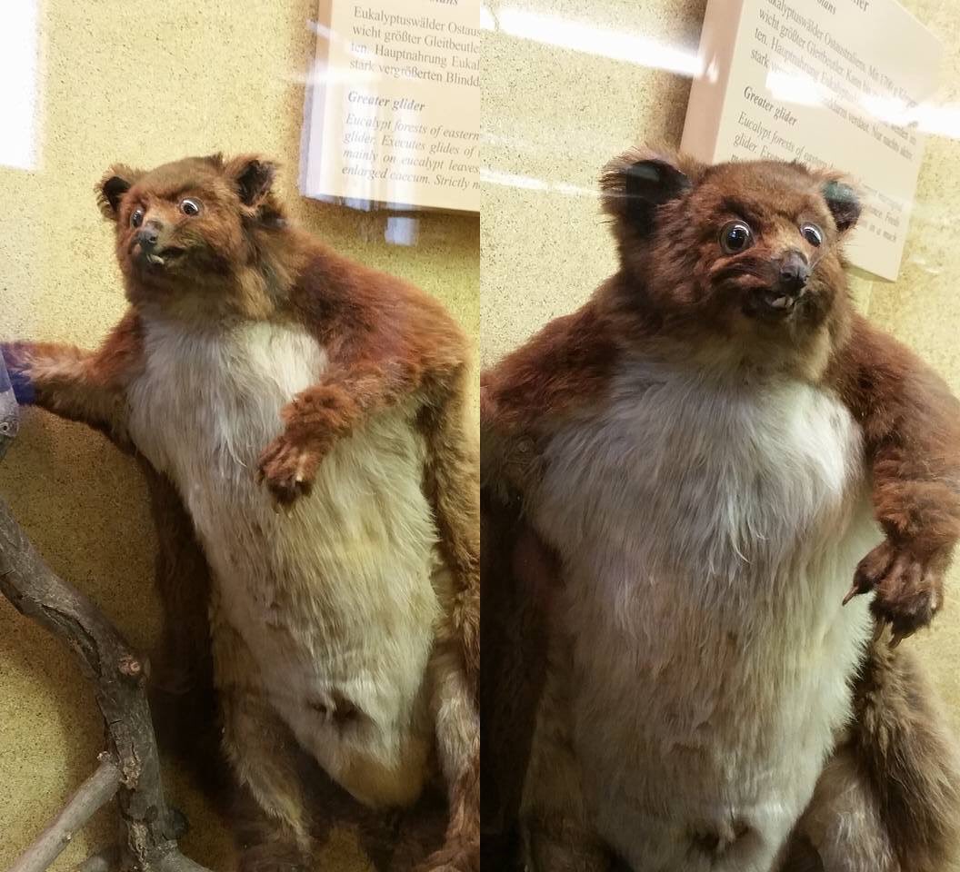 Mátame, camión! (El Tópic de la Taxidermia Chunga) CyxNFtGXUAAGY8B