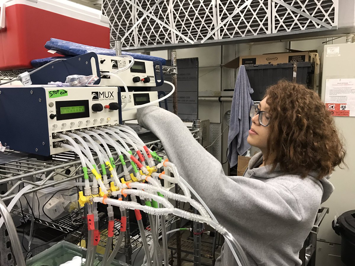 SLUCompPhys's tweet photo. Respirometry day for the #TRTLE #ZooALIVE! teens. Our.@NSF_BIO funded work by .@SLU_Official and .@stlzoo aims to broaden interest in #STEM. https://t.co/hBBi9oNhKm