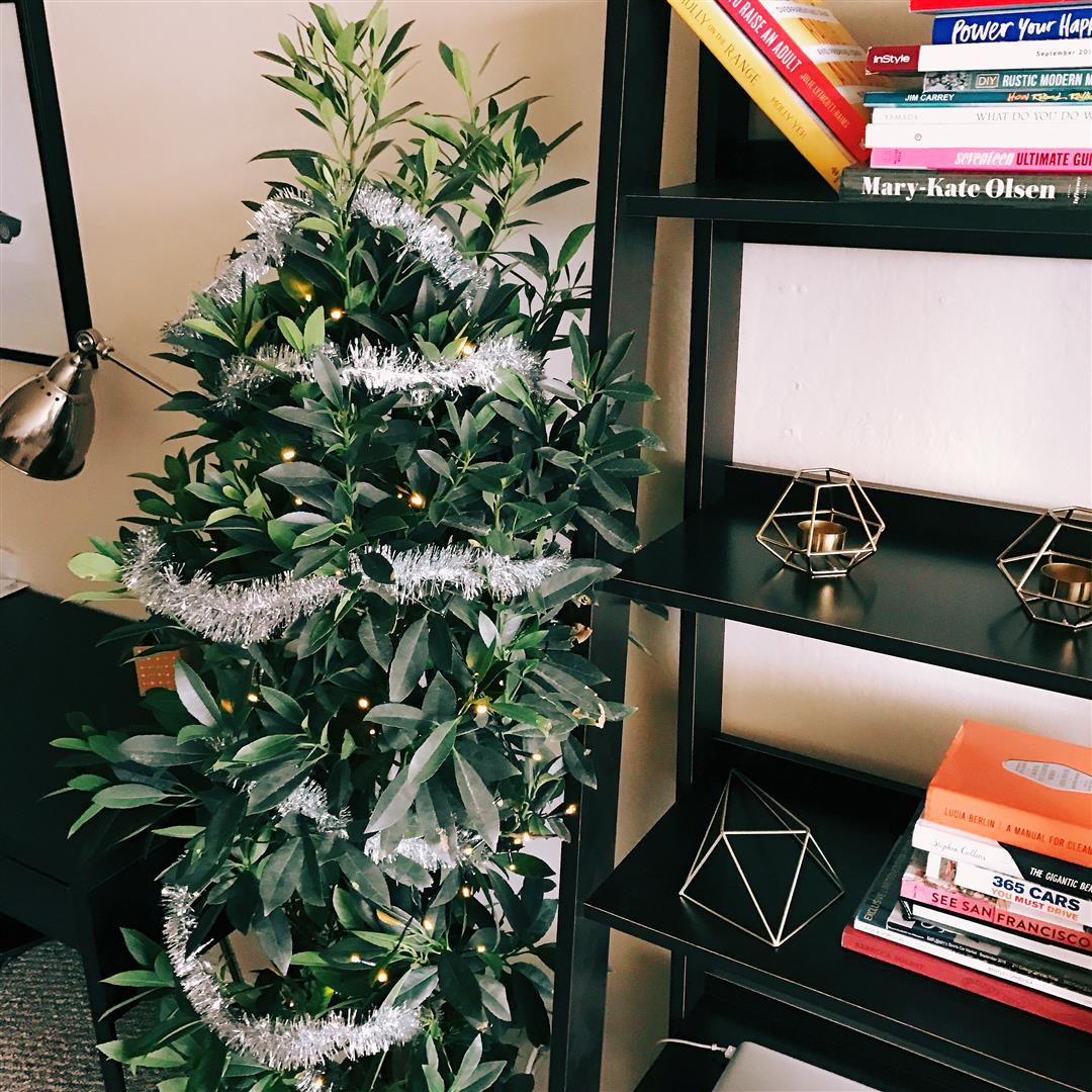 SFEnvironment's tweet photo. Still picking out your Christmas tree? Adopt a future street tree TODAY in the Presidio from 10-2. @SFUrbanForester https://t.co/ygsRQCgepu https://t.co/7M9sy2PKSh