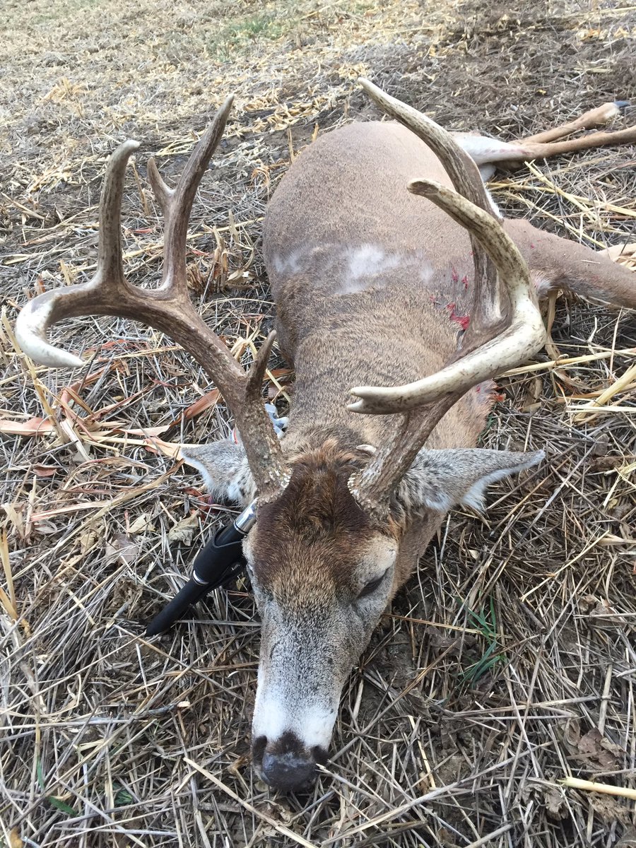 grantuprr's tweet photo. I'm happy with him. First Kansas deer. https://t.co/3VoVfwxNc3