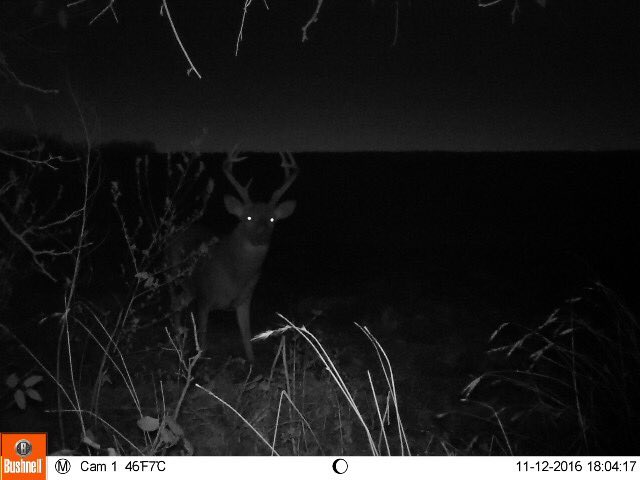 grantuprr's tweet photo. I'm happy with him. First Kansas deer. https://t.co/3VoVfwxNc3