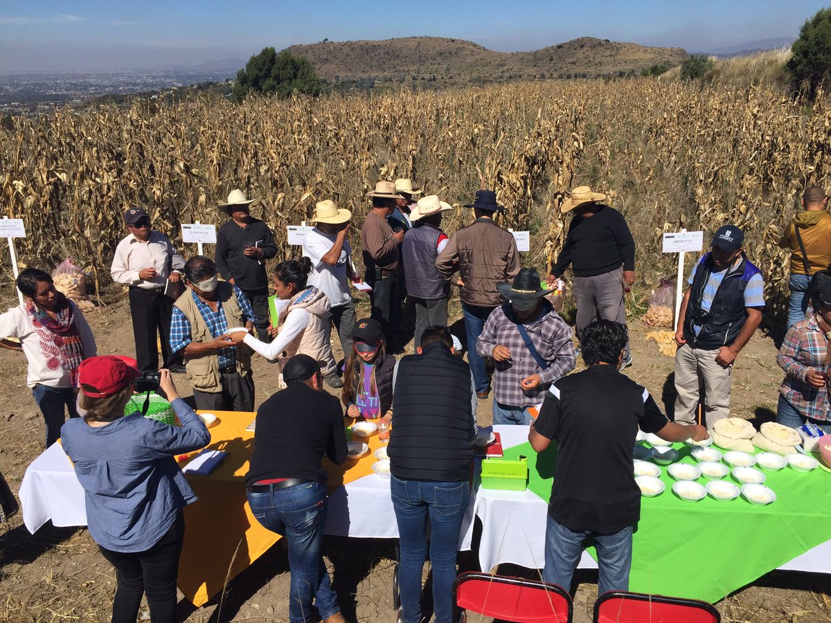 nprmaize's tweet photo. Hoy evaluando pozoleros en La vecindad de @CIMMYT, del campo al plato #saveaseed https://t.co/PG0ywSUNc0