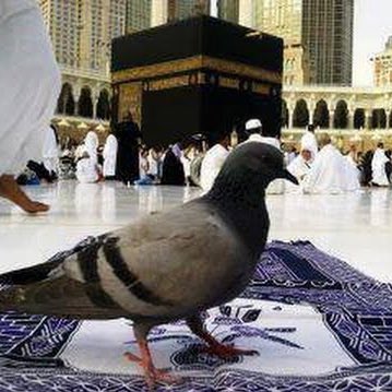 ssusa56's tweet photo. #تهفو_الروح_لمكه ياليت قلبي طائر محلق يزورك كل تارة ويرجعٌ https://t.co/aq8Gw5fzju