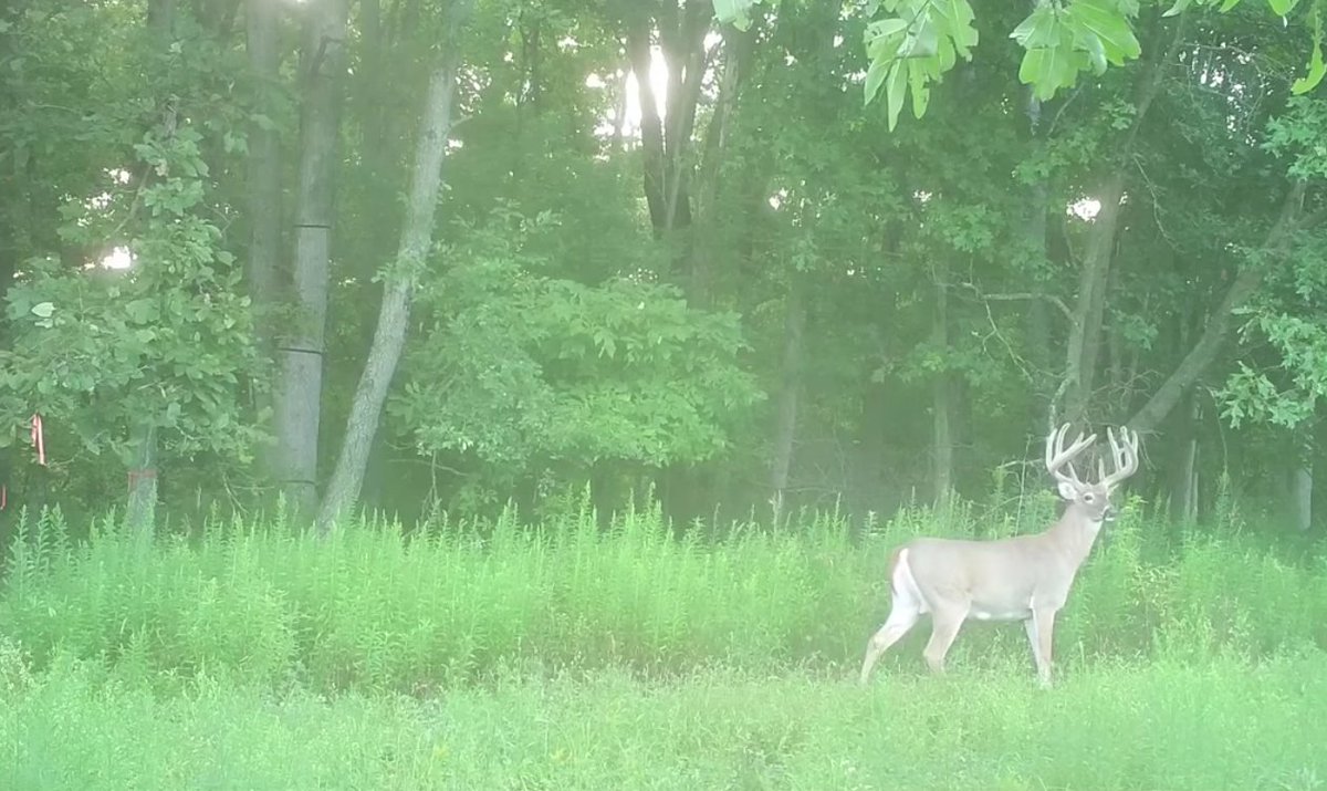 deerhuntingmag's tweet image. Scrapes tell the tale for great deer hunting  #deerhuntingtips video.deeranddeerhunting.com/video/scrapes-…