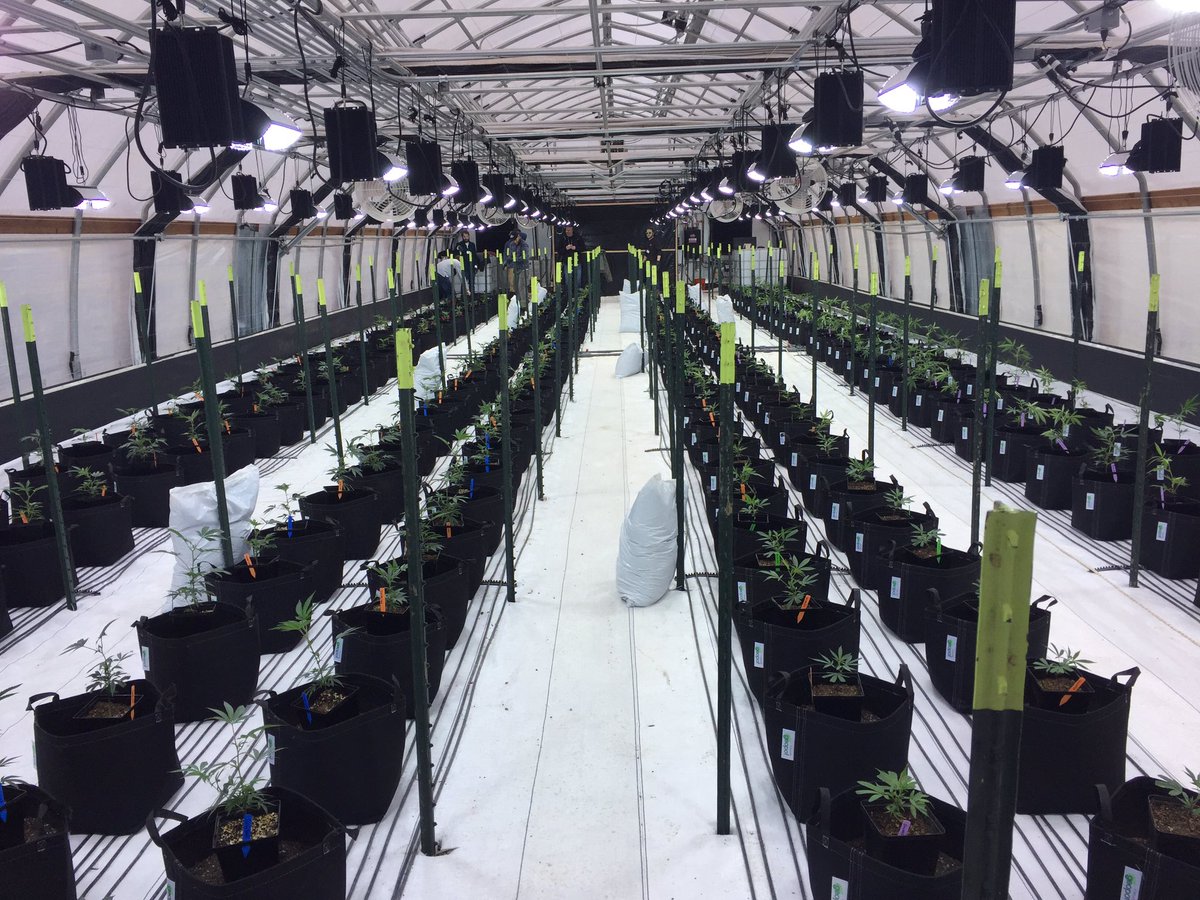 Round one in greenhouse 1 of 6. #cannabis #investing #medicine #prop64 #i502 #2017