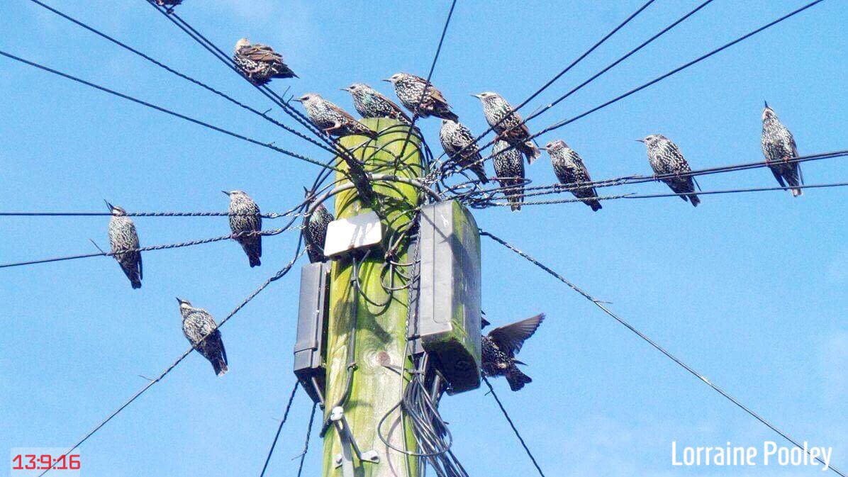 SaveOurSparrows's tweet image. 4U one of my favourites of many - #Starlings manning the #Mast #TelegraphPole #Lancashire -I'll upload more to FB 📷