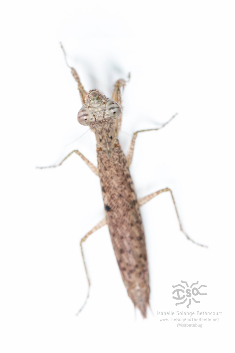 isabetabug's tweet photo. Bird's-eye view

#Borneo #bornebug #mantis #barkmantis #indonesia #perspective #angles https://t.co/9SV9WcBZ9N