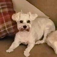 Hazelbaking10's tweet photo. Today I lost one of my four legged best friends, 13 years was not nearly long enough. I love you sweet girl https://t.co/6LdZ5gFNm3