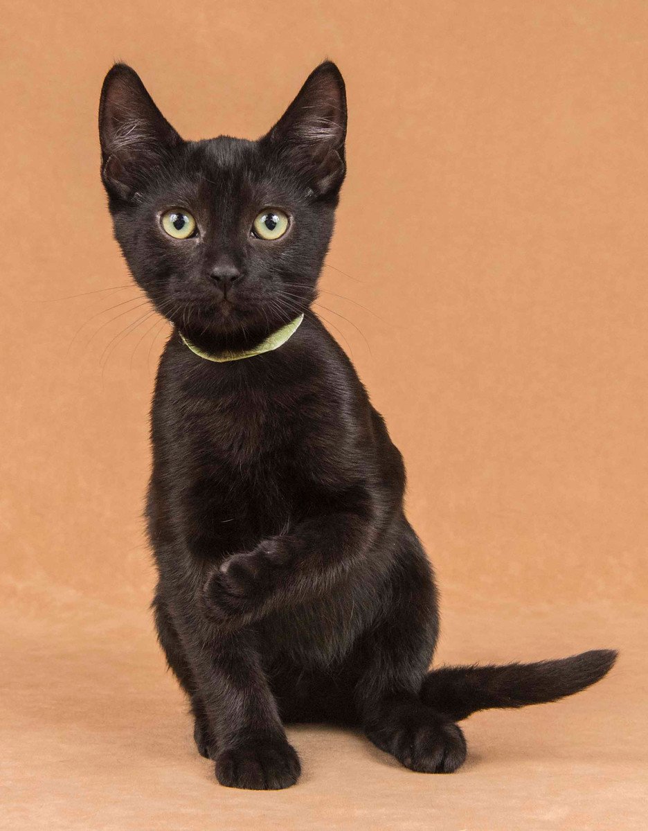 Han Solo joins <a href="/yolo_spca/">Yolo County SPCA</a> adoptable animals today at Davis <a href="/Petco/">Petco</a> 12-3:30 #AdoptDontShop #yolospcafoster