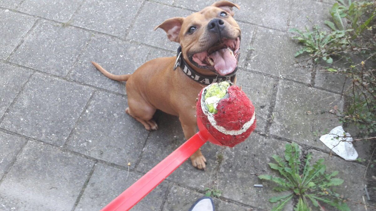 T_Heeregrave's tweet photo. @PJ_Brouwer @kaylee_seijen @louhenapessy87 #ilovetaco Happy TACO 🎾🌮 https://t.co/UHaV3Sejl1