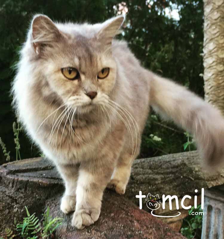 tomcildotcom's tweet photo. #tomcil adventure---> https://t.co/xNEbUmOfot
-
-
#cats #CatsOfTwitter #Kindergarten #parenting #storytelling #Caturday #CAT2016 #kittylive https://t.co/02d3K1BjF4