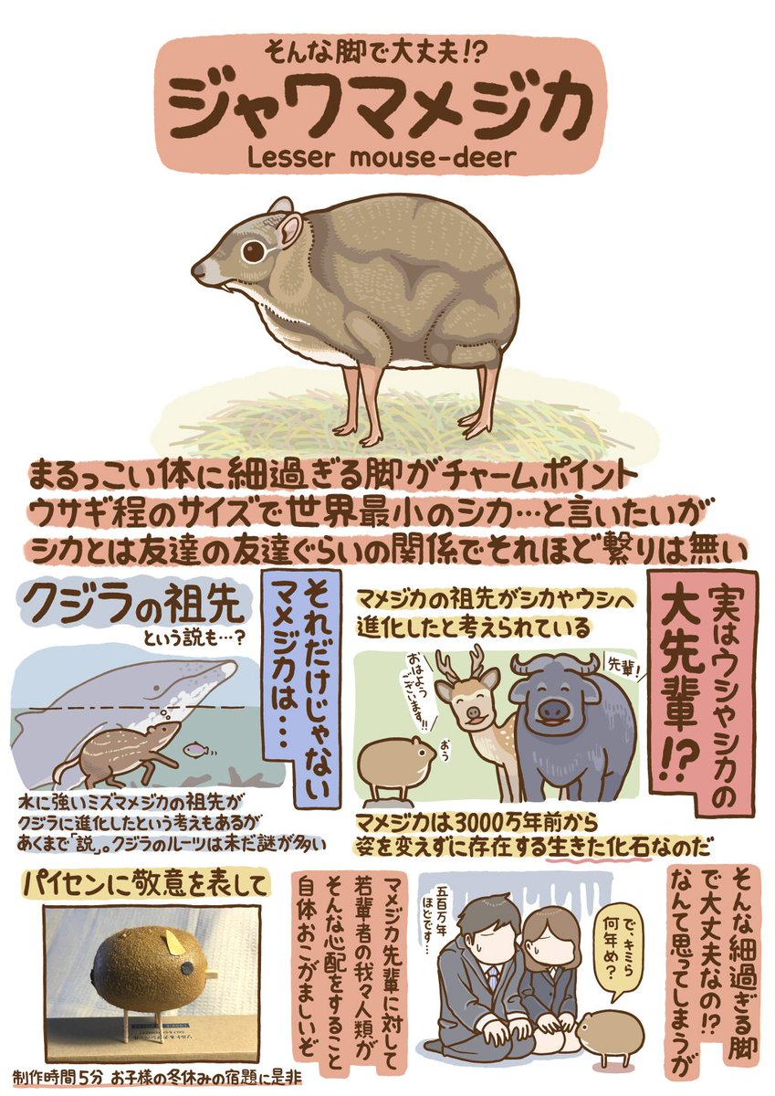 つぶやきいきもの図鑑 No.25 「ジャワマメジカ」 