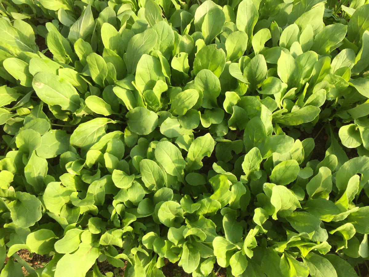 dancingpinesnc's tweet photo. If you are out and about this weekend, find our produce at @BonaFideNC and @LaplaceNC and @chathammarket https://t.co/avzhp7DUbq